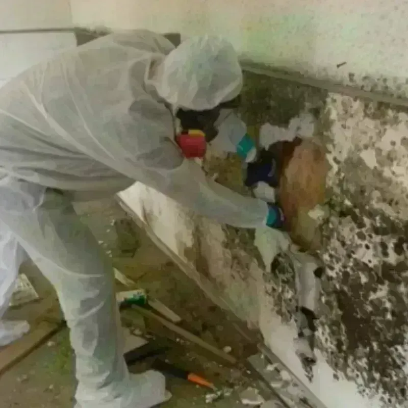 Mold Remediation and Removal in Martha Lake, WA